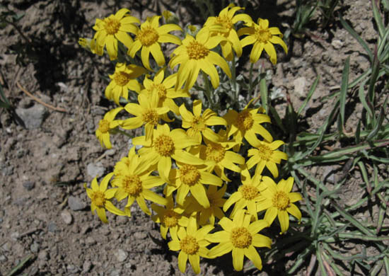 Sierra Arnica ? Murray Canyon, Carson Iceberg Wilderness.